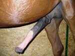 Horsecock pics ♥ Men with horse cock in pussy - Upicsz.com